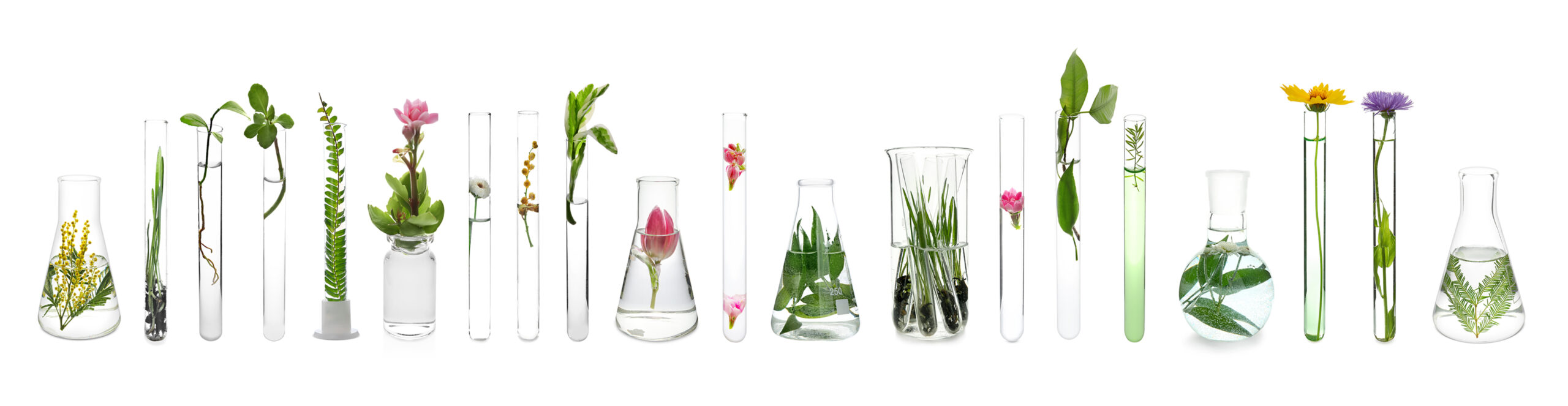 leaves in bottles